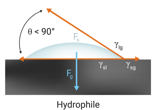 hydrophilic