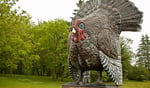 Largest turkey.jpg Largest turkey.jpg