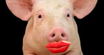 Lipstick-on-a-pig.jpg