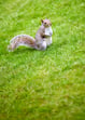 Little squirrel standing on grass outdoors at the park.jpeg