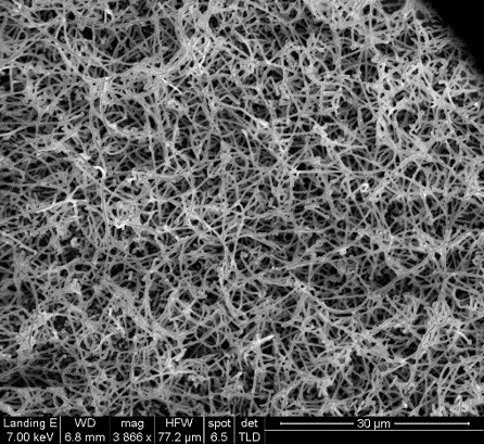 SEM of nanowire growth