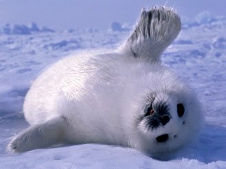 Baby_seal